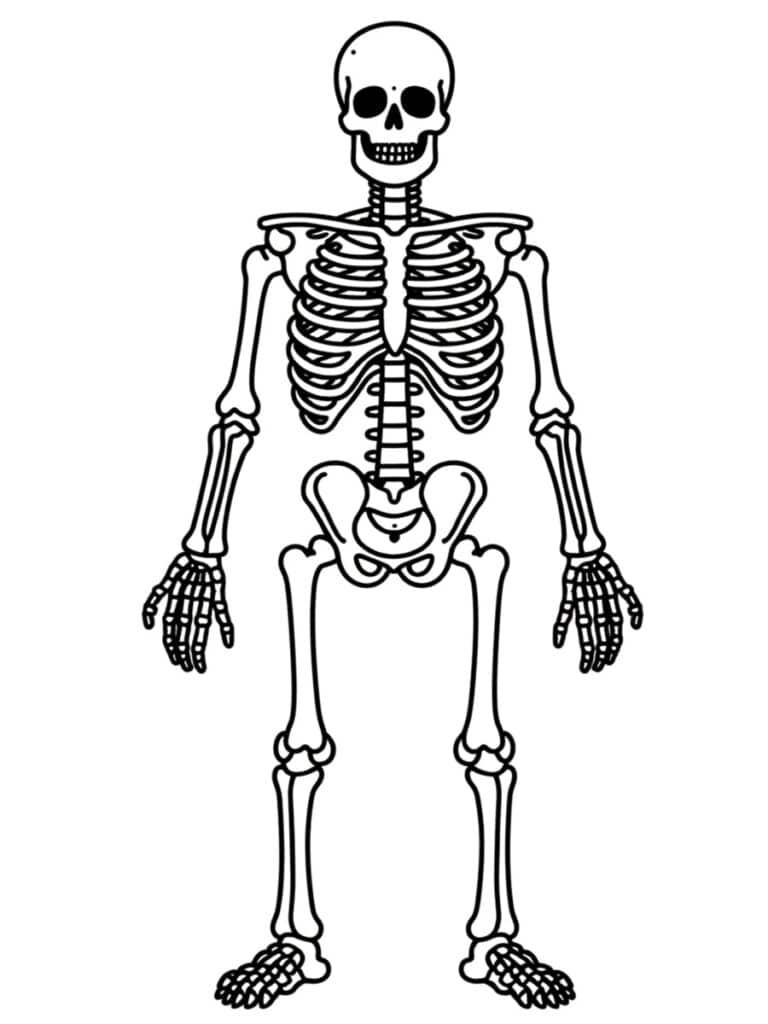 Coloriage squelette humain