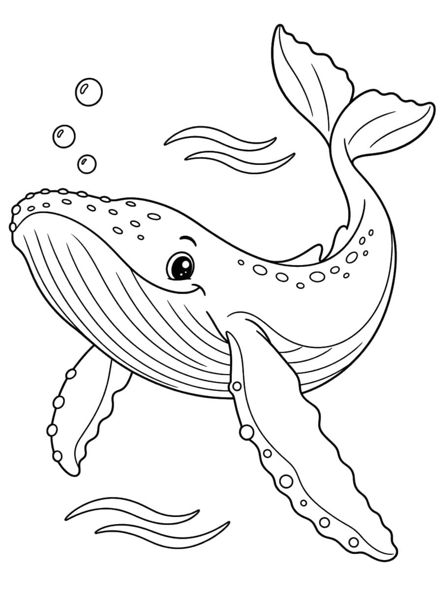 Coloriage baleine à bosse